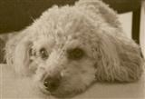 a photo of a miniature poodle named Mirabell