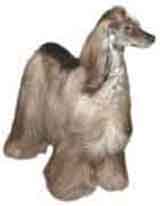 photo of an afghan dog breed