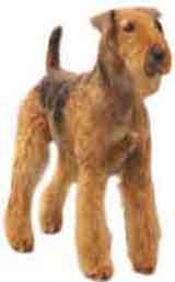 picture of an Airedale dog breed