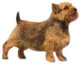photo of an Australian Terrier