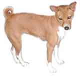 photo of a Basenji