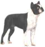 photo of a Boston Terrier