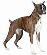 picture of a boxer dog