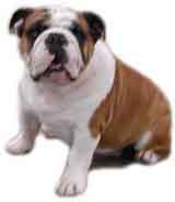 picture of a bulldog