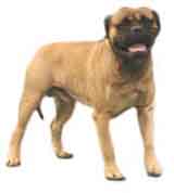 picture of a bullmastiff dog