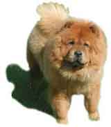 picture of a chow chow
