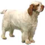 picture of a clumber spaniel