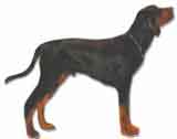 picture of a coonhound