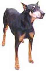 picture of a doberman