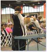 photo of a dog show