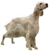 picture of an English Setter
