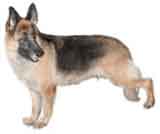 picture of a German Shephard