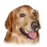 picture of a Golden Retriever