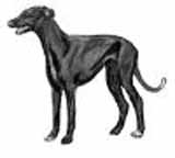 picture of a greyhound compliments from demented pixie graphics