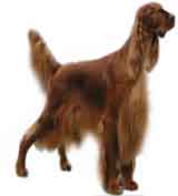 picture of an Irish Setter