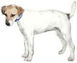 photo of a Jack Russell Terrier