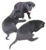 picture of black labrador retriever pups