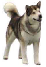 picture of an Alaskan Malamute