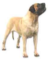 picture of a Mastiff