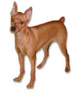 A picture of a Miniature Pinscher