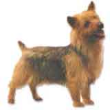 photo of a Norwich Terrier