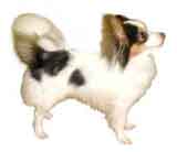 photo of a Papillon