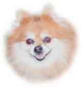 photo of a Pomeranian