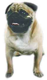 photo of a Pug Terrier