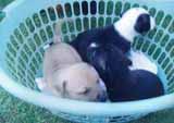 A photo of puppies in a basket