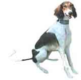 picture of a Saluki