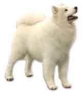 picture of a Samoyed