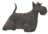 photo of a Scottish Terrier