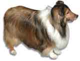 photo of a Shetland Sheepdog