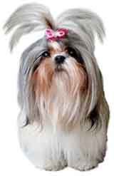 photo of a shihtzu