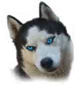 picture of a Siberian Husky