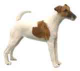 photo of a Smooth Fox Terrier