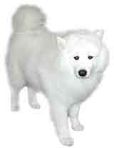 photo of a spitz