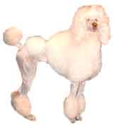 picture of a Standard Poodle