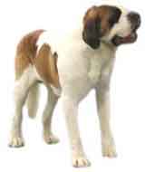 picture of a Saint Bernard