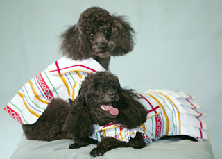 photo of swankyd clothing on 2 toy poodles