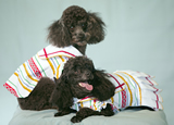 photo of  2 toy poodles, provided by swankyd.com