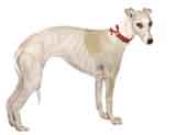 photo of a whippet