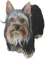 photo of a Yorkshire Terrier